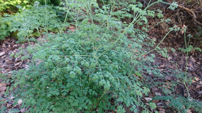 Thalictrum minus adiantifolium